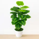 Calathea Artificial Tree - 3 Feet
