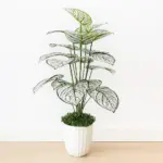 Caladium Artificial Tree - 3 Feet
