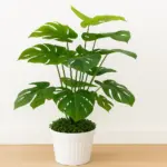 Monstera Medium Tree 3 Feet