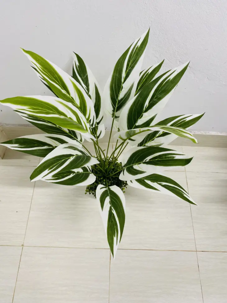 Peace Lily Tree - 3 Feet - Image 2