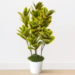 Pata Bahar Artificial Tree